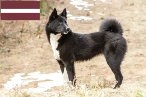 Read more about the article Laika tenyésztők és kölykök Lettországban