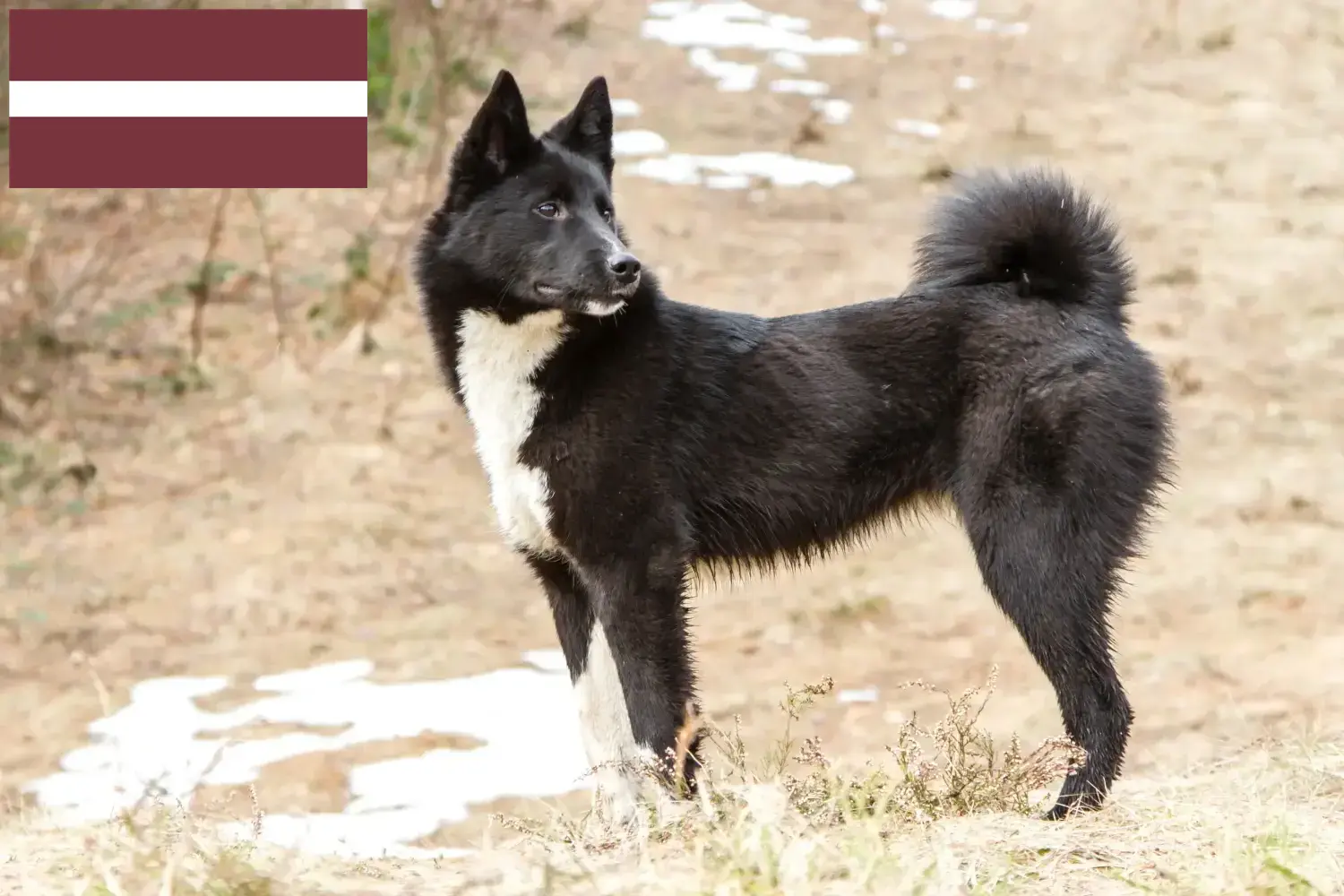 Laika kiskutyák és tenyésztők Lettország Lettországi laikatenyésztőket itt találsz.