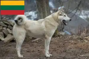Read more about the article Laika tenyésztők és kiskutyák Litvániában