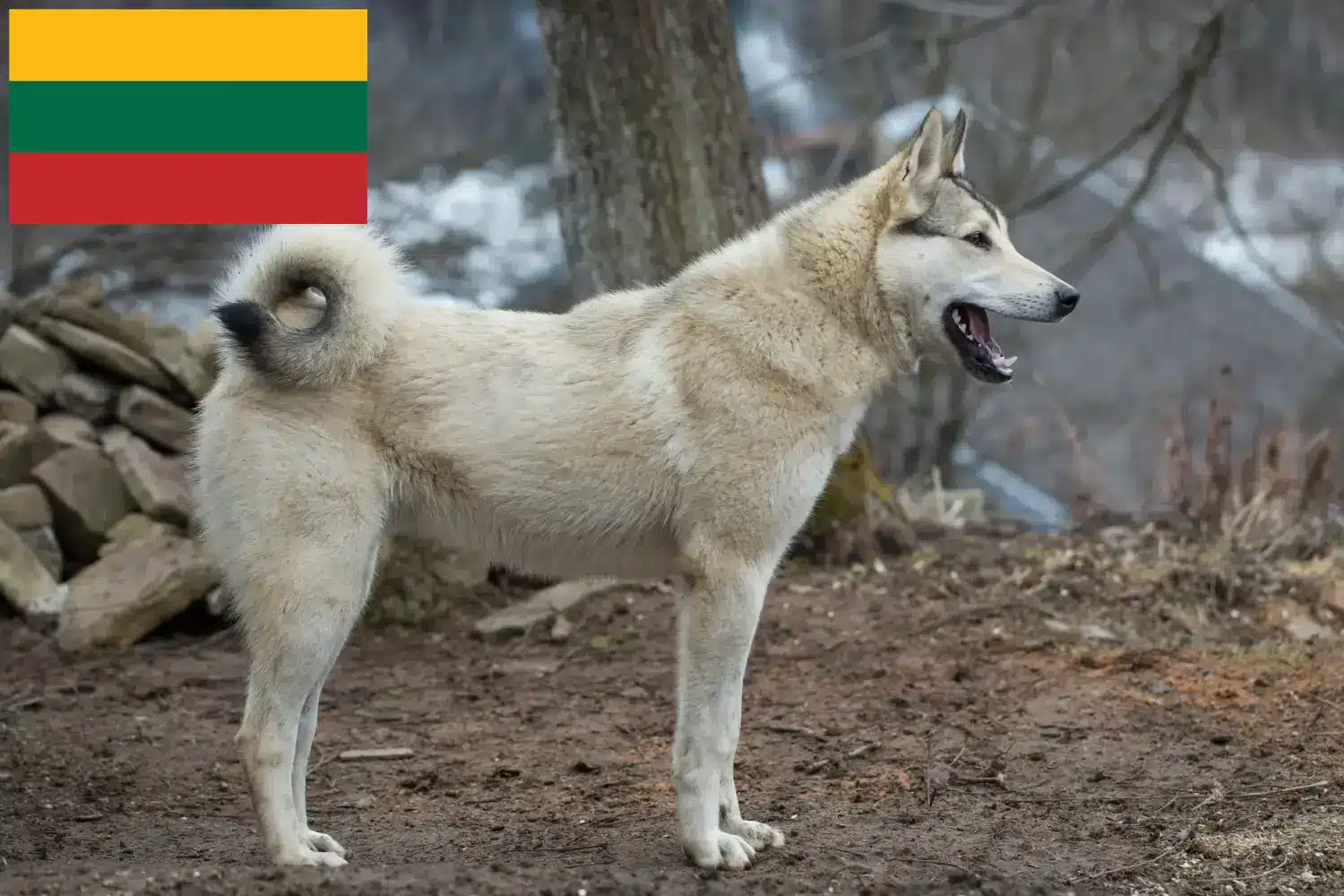 Laika kiskutyák és tenyésztők Litvánia Litvánia területén található Laika tenyésztőket itt találja.