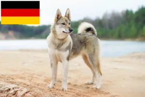 Read more about the article Laika tenyésztők és kiskutyák Németországban