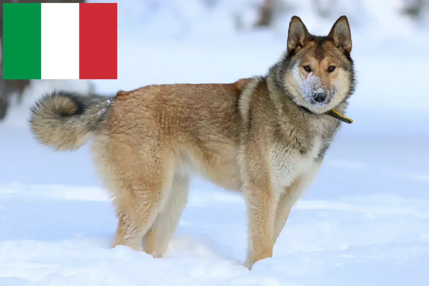 Laika kiskutyák és tenyésztők Olaszország Itt találja a Laika olaszországi tenyésztőit.