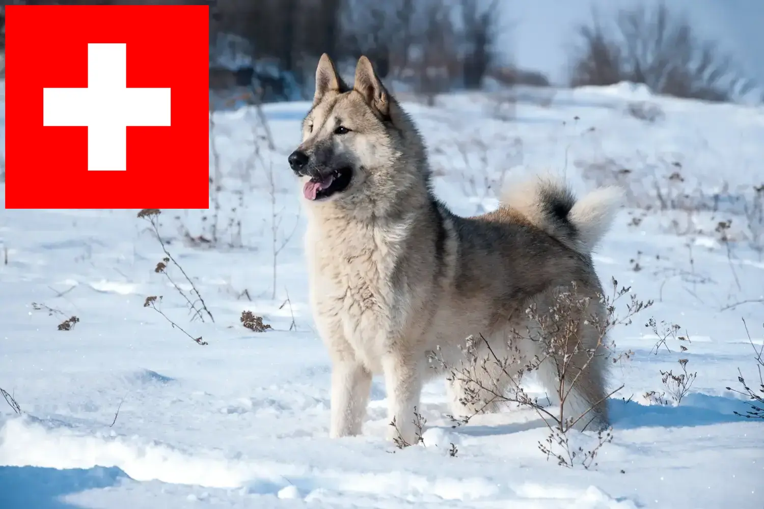 Laika kiskutyák és tenyésztők Svájc Itt megtalálja a Laika tenyésztőit Svájcban.