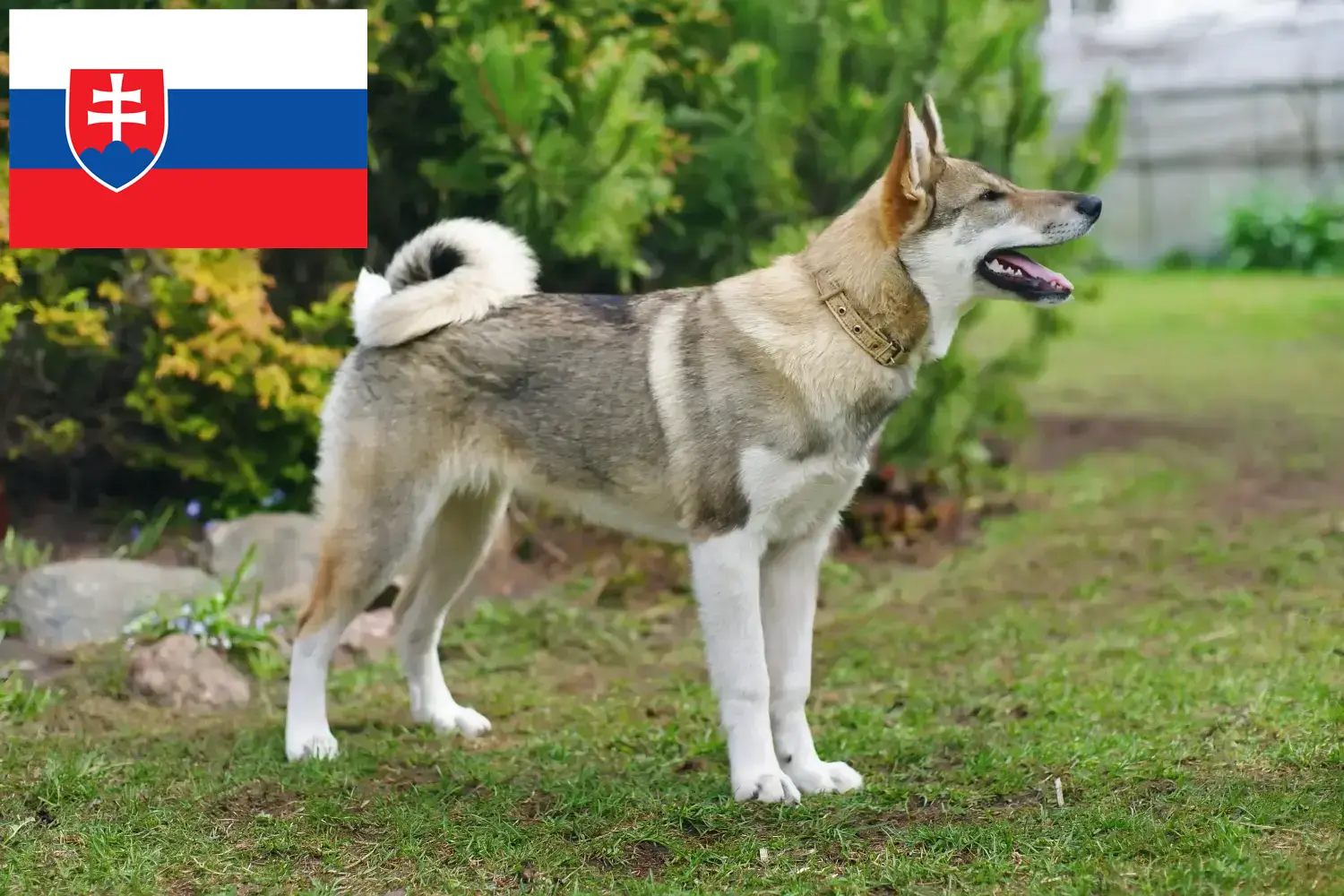 Laika kiskutyák és tenyésztők Szlovákia Itt találja a szlovákiai Laika tenyésztőket.