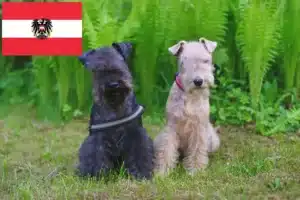 Read more about the article Lakeland Terrier tenyésztők és kölykök Ausztriában