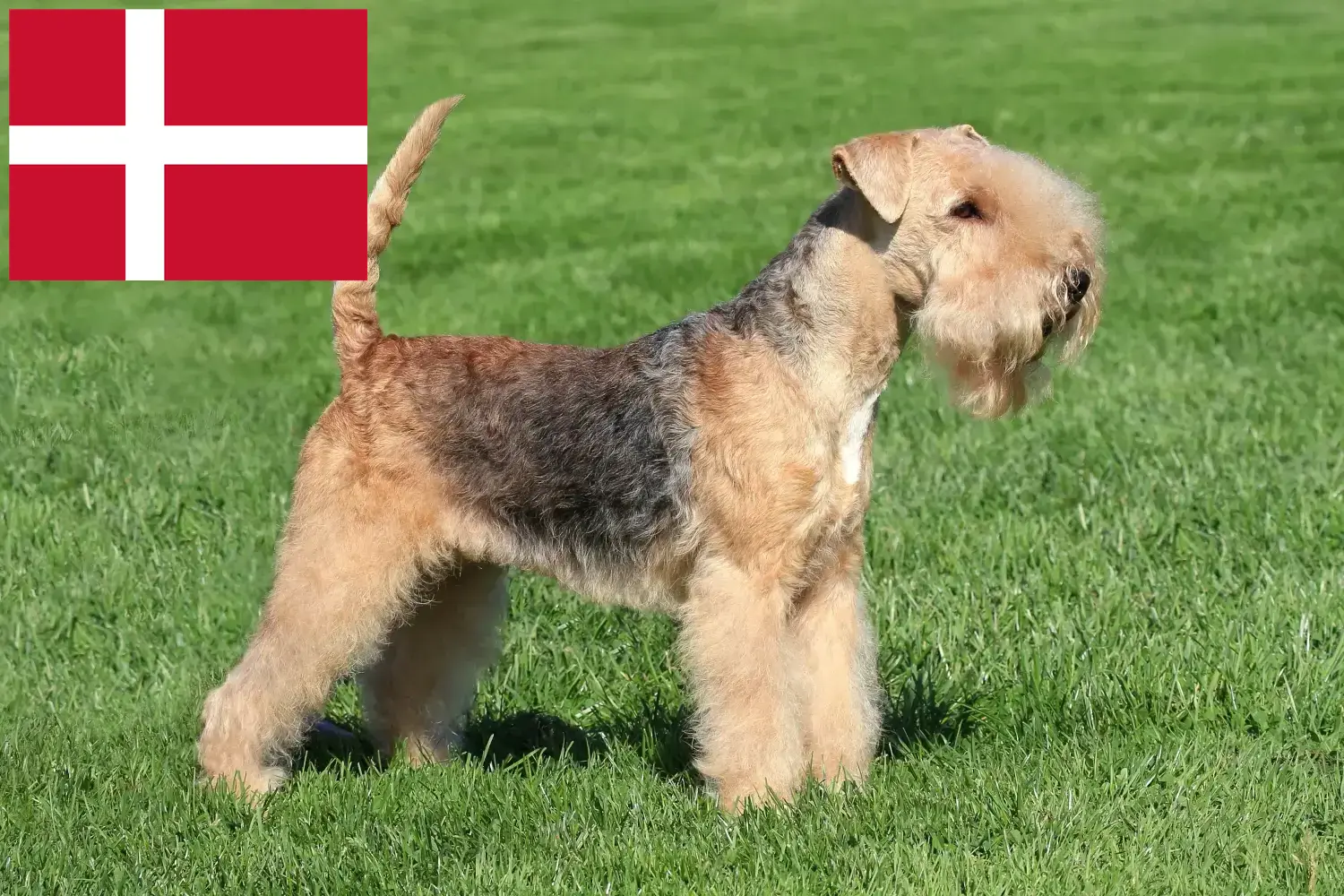 Lakeland Terrier kölykök és tenyésztők Dánia Keress Lakeland terrier tenyésztőket Dánia területén.