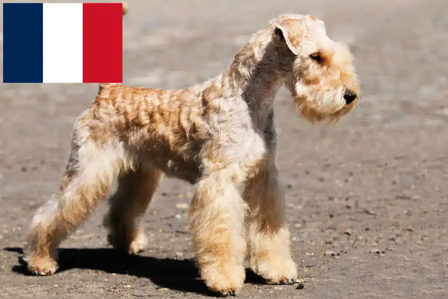 Lakeland Terrier kölykök és tenyésztők Franciaország Lakeland terrier tenyésztőket Franciaországban itt találsz.