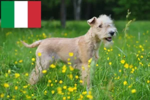Read more about the article Lakeland Terrier tenyésztők és kölykök Olaszországban