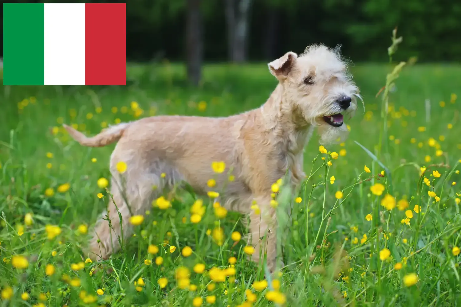 Lakeland Terrier kölykök és tenyésztők Olaszországban Lakeland terrier tenyésztőket Olaszországban itt találsz.