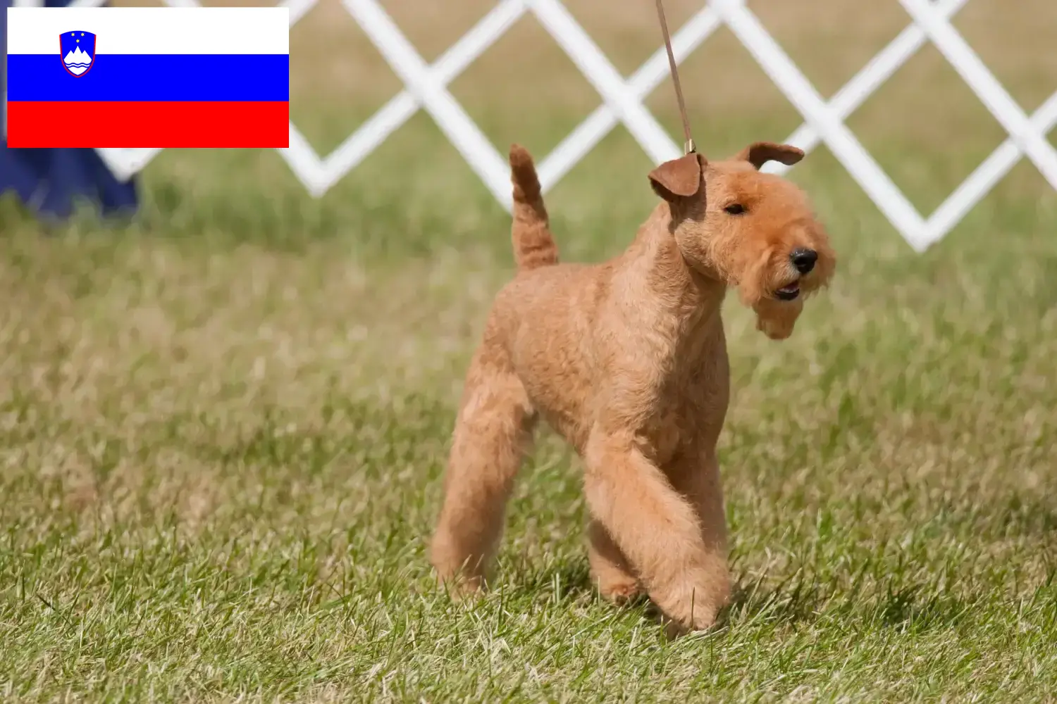 Lakeland Terrier kiskutyák és tenyésztők Szlovénia Keress Lakeland terrier tenyésztőket Szlovéniában.