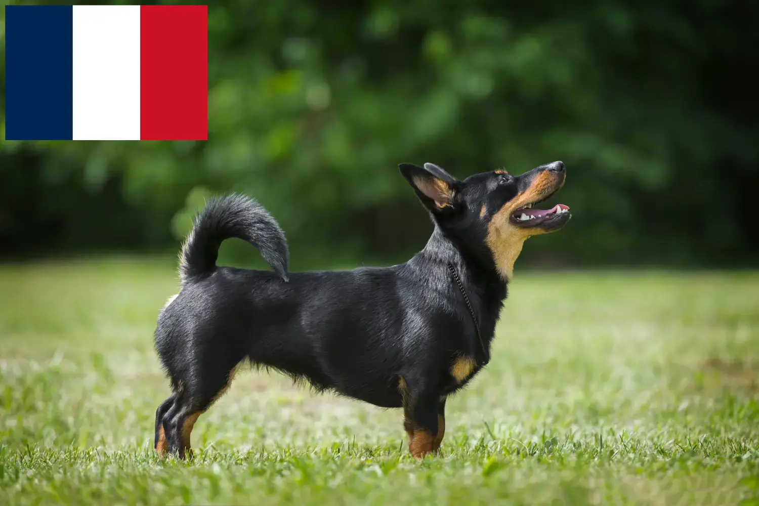 Lancashire Heeler kölykök és tenyésztők Franciaország Itt talál Lancashire Heeler tenyésztőket Franciaországban.