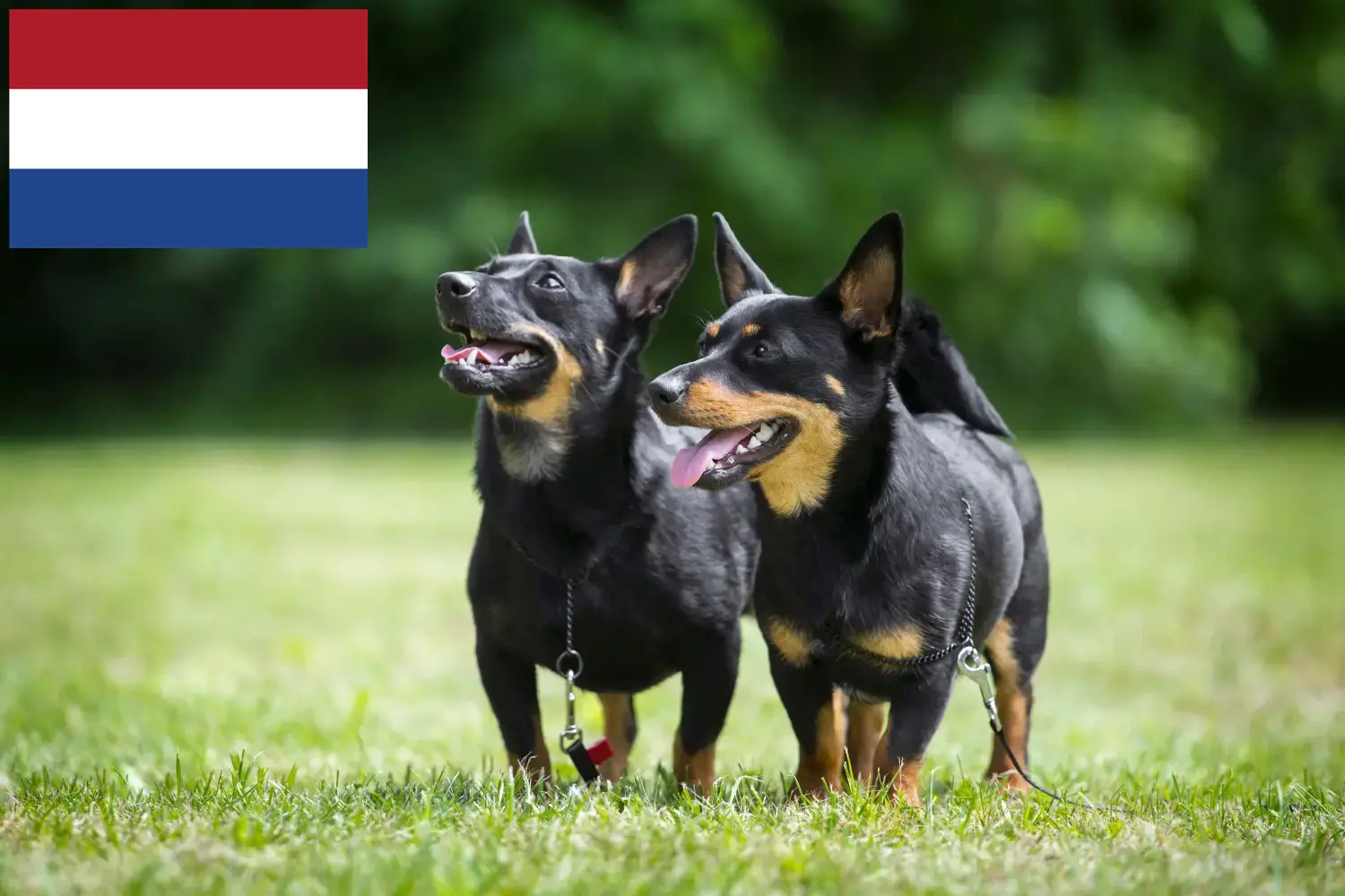 Lancashire Heeler kölykök és tenyésztők Hollandia Itt talál Lancashire Heeler tenyésztőket Hollandiában.