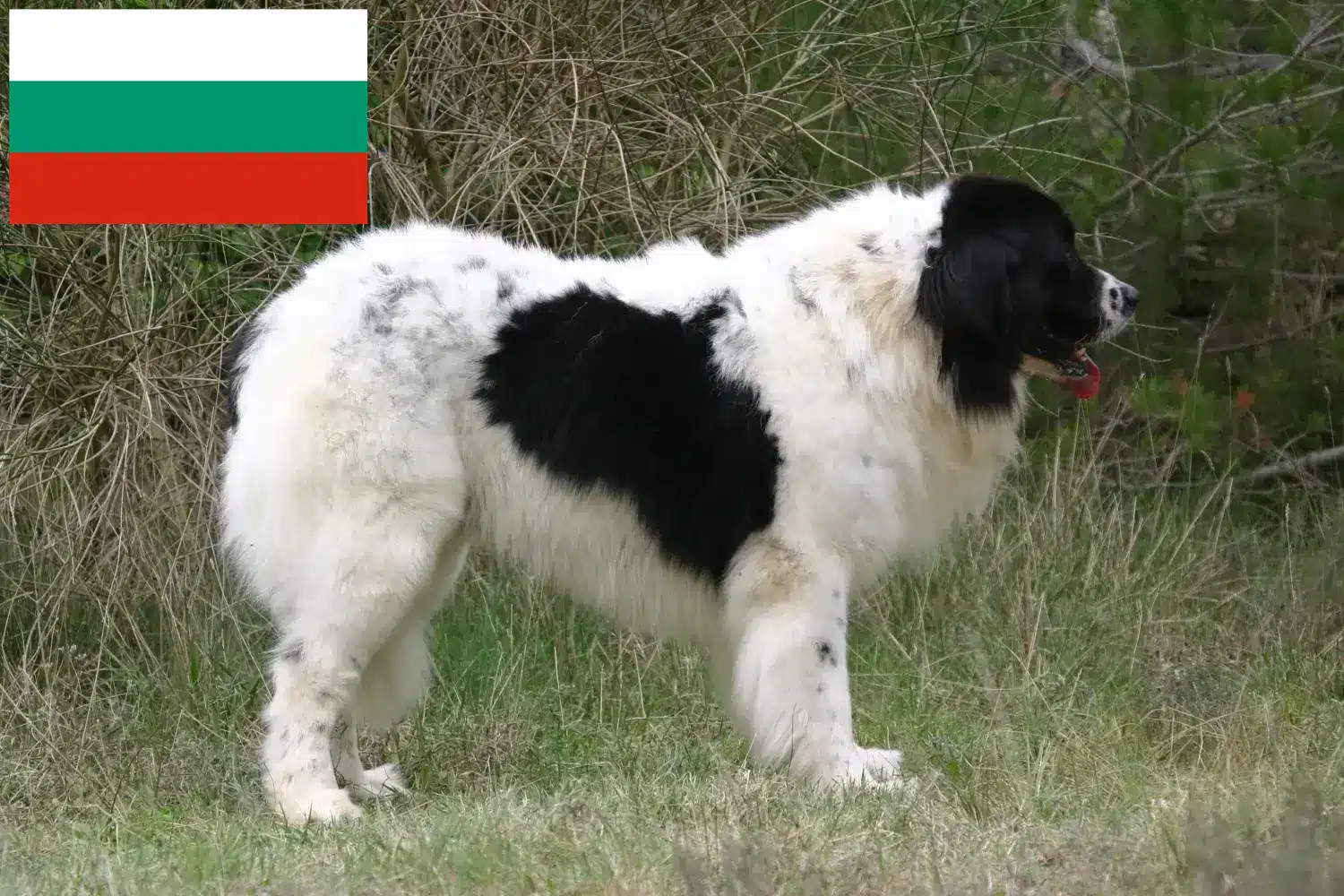 Landseer kiskutyák és tenyésztők Bulgária Landseer tenyésztőket Bulgáriában itt találsz.