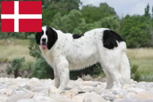 Read more about the article Landseer tenyésztők és kölykök Dániában
