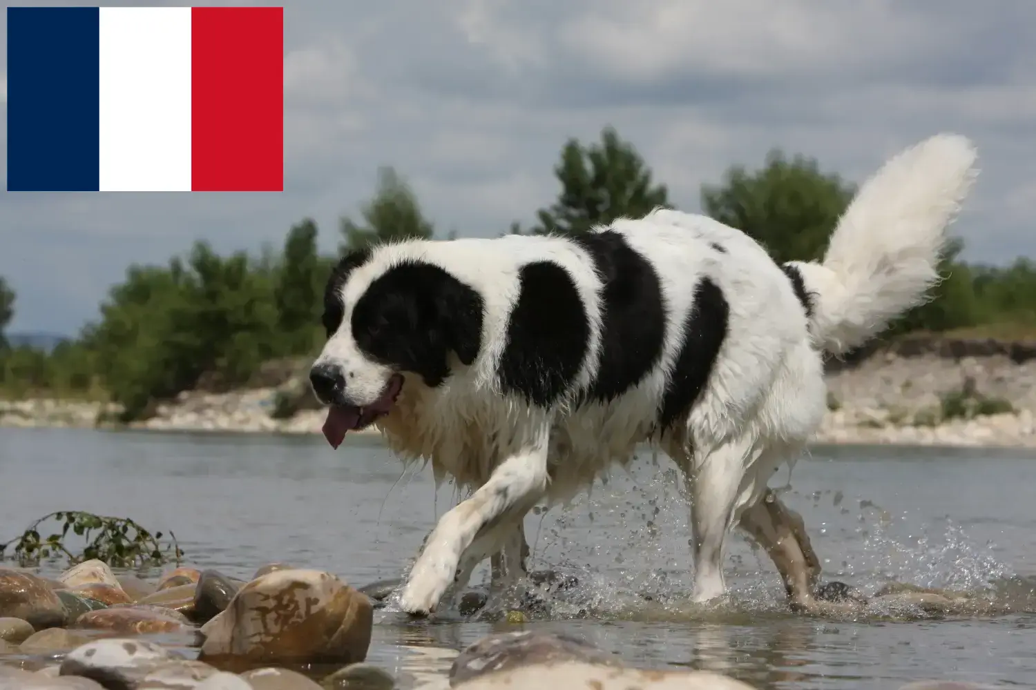 Landseer kiskutyák és tenyésztők Franciaország Itt megtalálja a franciaországi Landseer tenyésztőket.