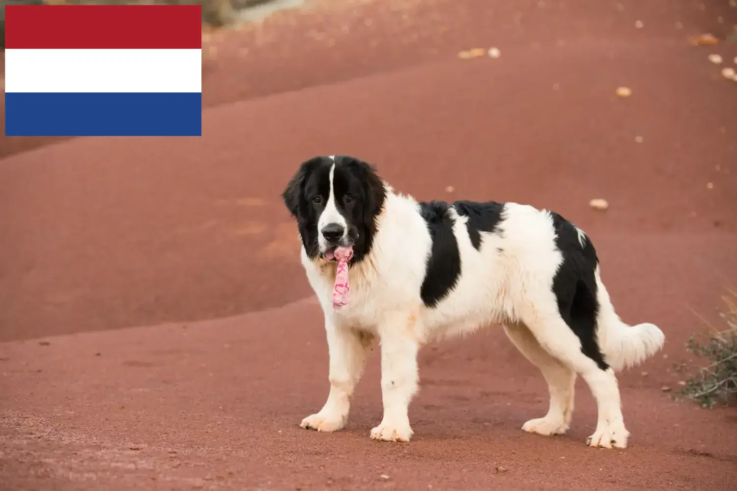 Landseer kiskutyák és tenyésztők Hollandia Itt megtalálja a Landseer tenyésztőket Hollandiában.