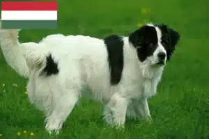 Read more about the article Landseer tenyésztők és kölykök Magyarországon
