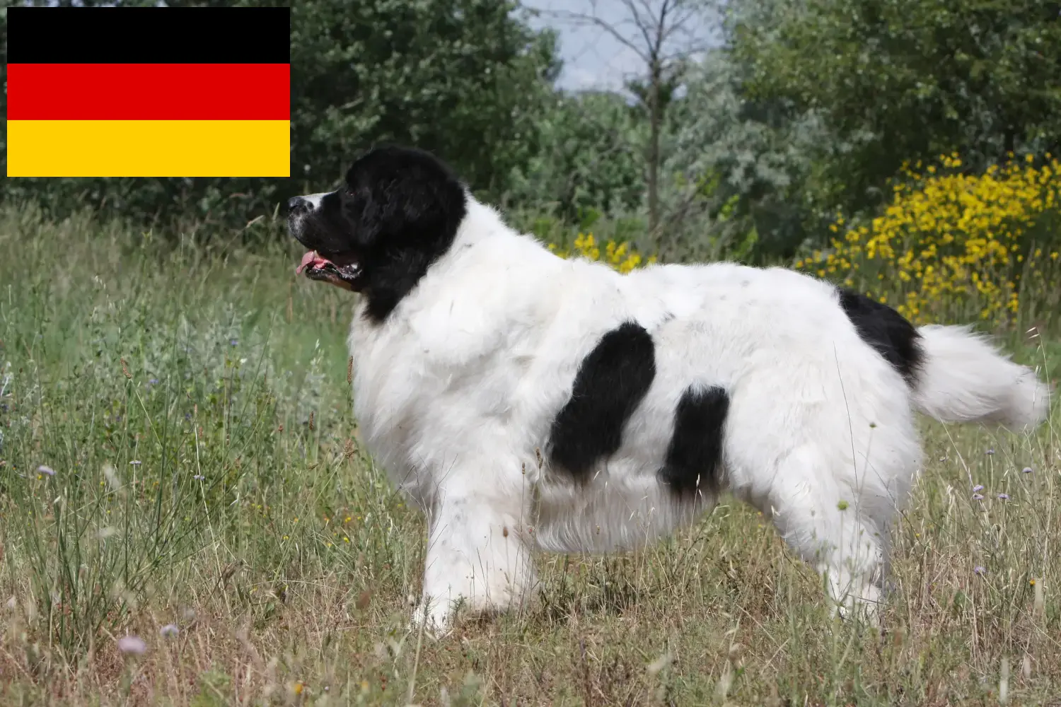 Landseer kiskutyák és tenyésztők Németország Itt találhat Landseer tenyésztőket Németországban.