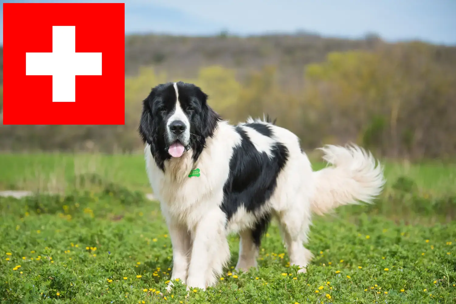 Landseer kiskutyák és tenyésztők Svájcban Itt találhat Landseer tenyésztőket Svájcban.