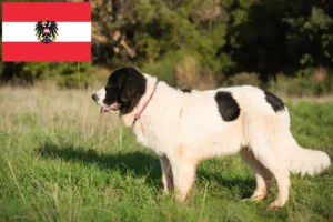 Read more about the article Landseer tenyésztők és kiskutyák Ausztriában