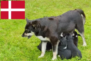 Read more about the article Lapp rénszarvaskutya tenyésztő és kölykök Dániában