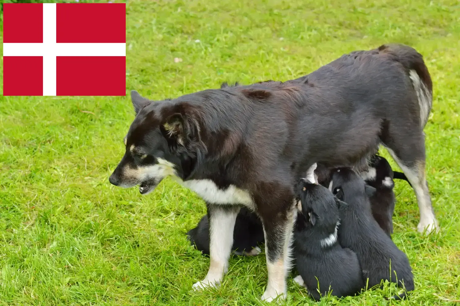 Lappföldi rénszarvaskutya kölykök és tenyésztő Dánia Keress lapp rénszarvaskutya tenyésztőket Dániában.