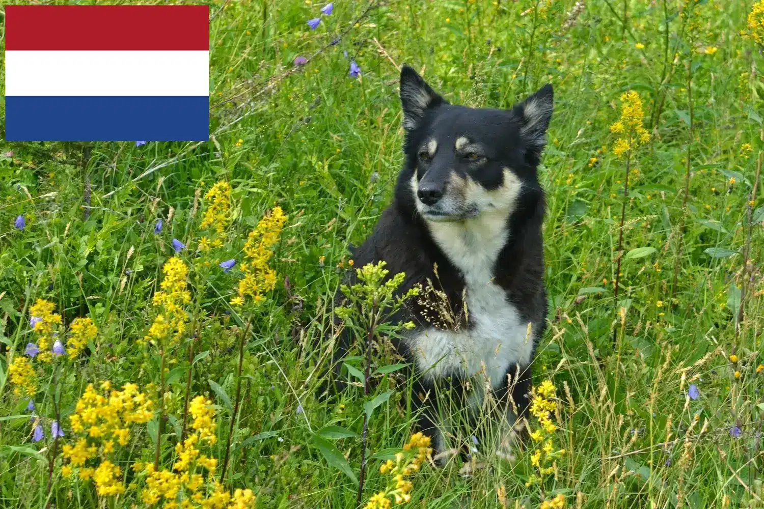 Lappföldi rénszarvaskutya kölyökkutyák és tenyésztő Hollandia Itt megtalálhatja a lapp rénszarvaskutya tenyésztőket Hollandiában.