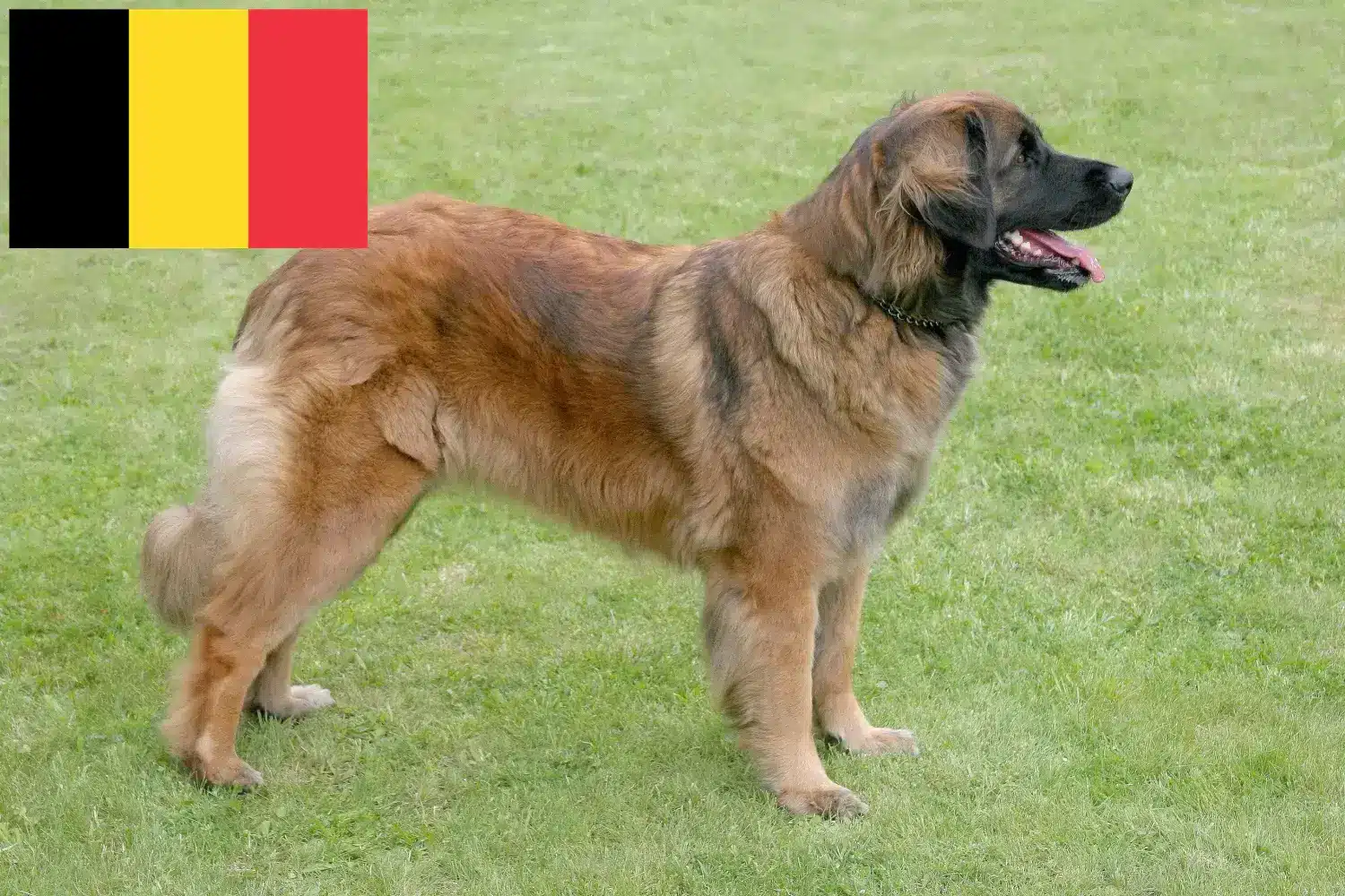 Leonberger kölykök és tenyésztők Belgium Leonberger tenyésztőket Belgiumban itt találsz.