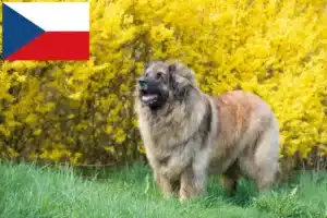 Read more about the article Leonberger tenyésztők és kölykök Csehországban