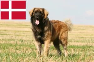 Read more about the article Leonberger tenyésztők és kölykök Dániában