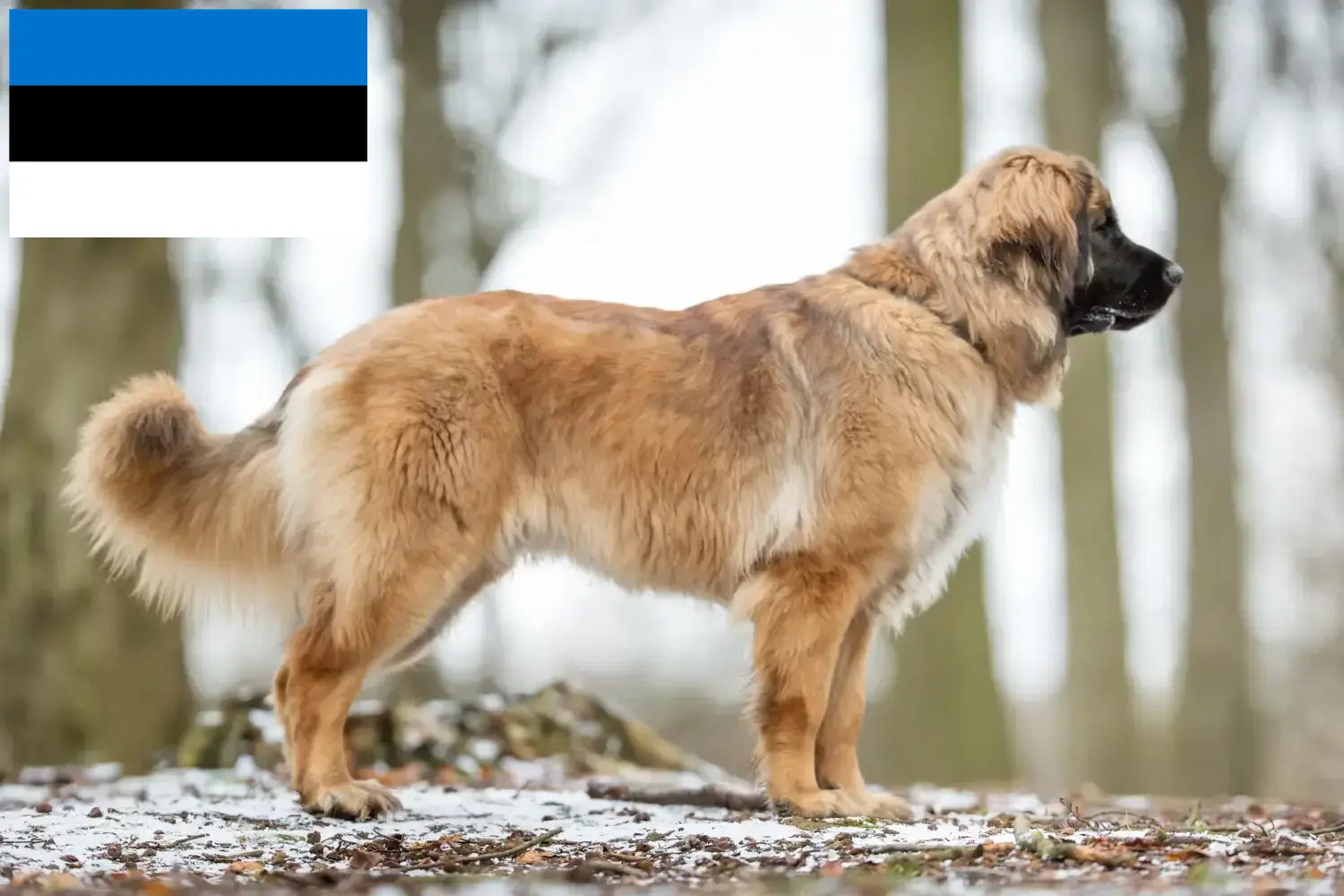 Leonberger kiskutyák és tenyésztők Észtországban Leonberger tenyésztőket Észtországban itt talál.