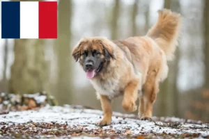 Read more about the article Leonberger tenyésztők és kölykök Franciaországban