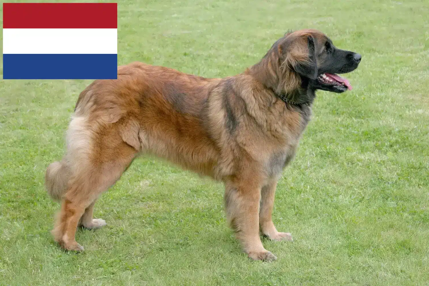 Leonberger kölykök és tenyésztők Hollandia Itt talál Leonberger tenyésztőket Hollandiában.