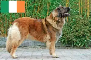 Read more about the article Leonberger tenyésztők és kölykök Írországban