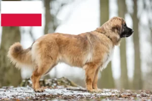 Read more about the article Leonberger tenyésztők és kölykök Lengyelországban