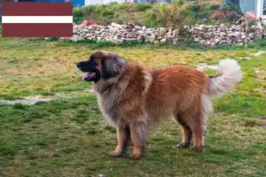 Read more about the article Leonberger tenyésztők és kölykök Lettországban
