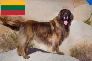 Read more about the article Leonberger tenyésztők és kölykök Litvániában