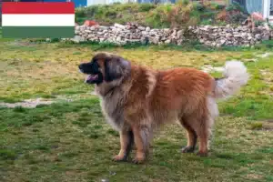 Read more about the article Leonberger tenyésztők és kölykök Magyarországon