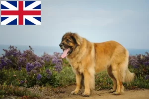Read more about the article Leonberger tenyésztők és kölykök Nagy-Britanniában
