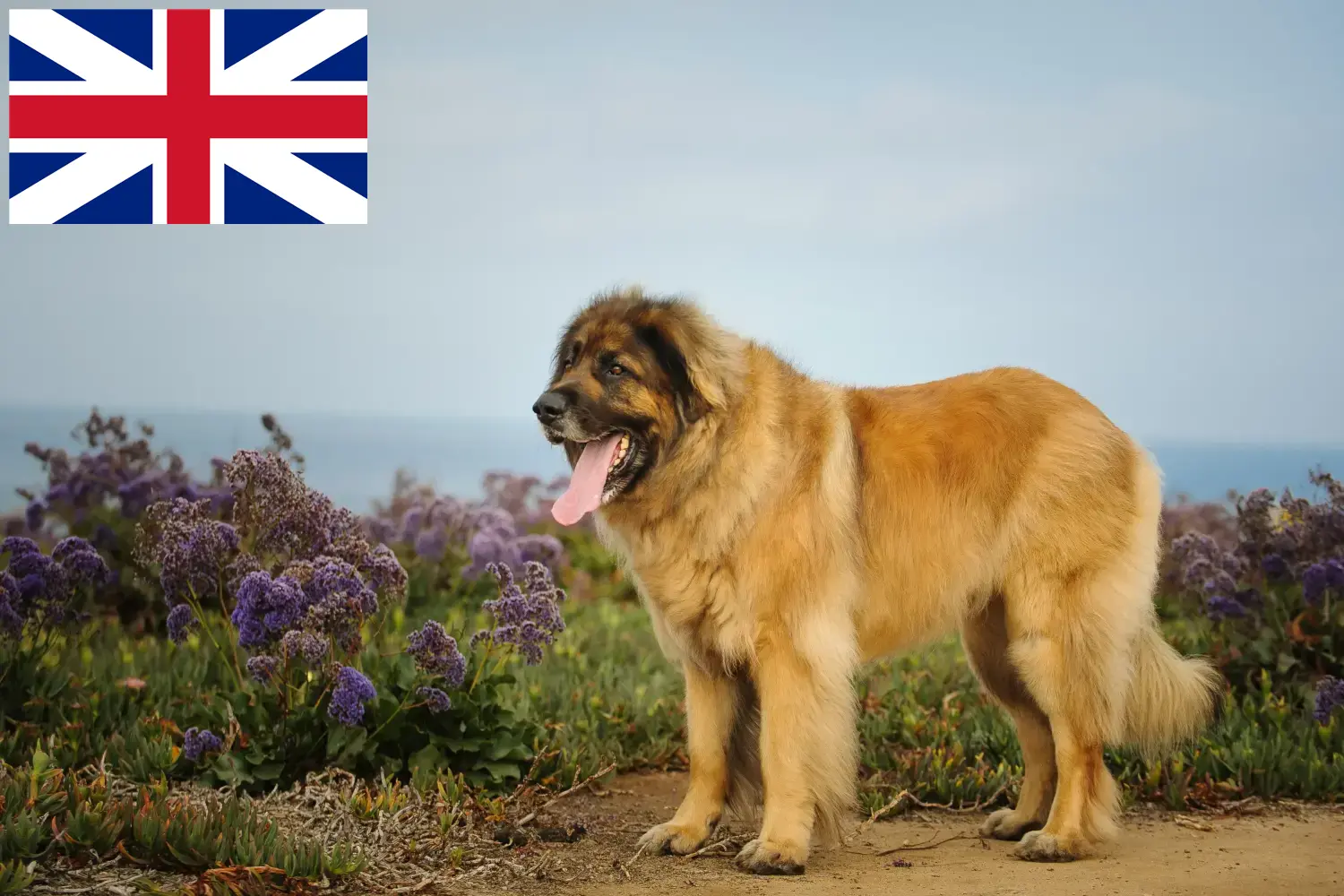Leonberger kölykök és tenyésztők Nagy-Britannia Itt talál Leonberger tenyésztőket Nagy-Britanniában.