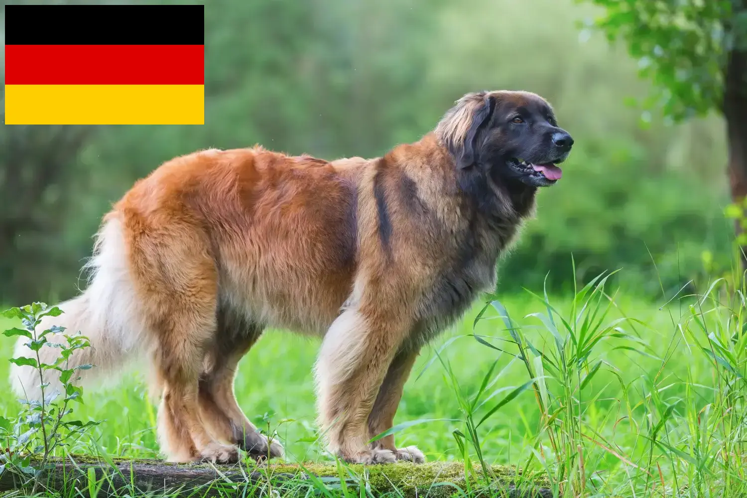 Leonberger kölykök és tenyésztők Németország Itt talál Leonberger tenyésztőket Németországban.