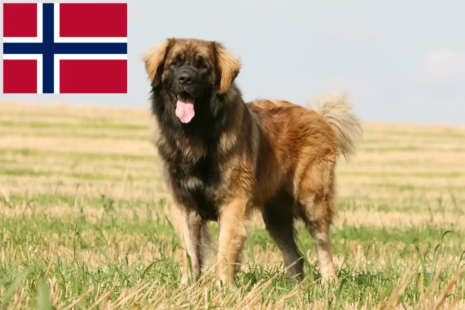 Leonberger kiskutyák és tenyésztők Norvégia Itt talál Leonberger tenyésztőket Norvégiában.