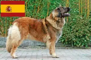 Read more about the article Leonberger tenyésztők és kölykök Spanyolországban