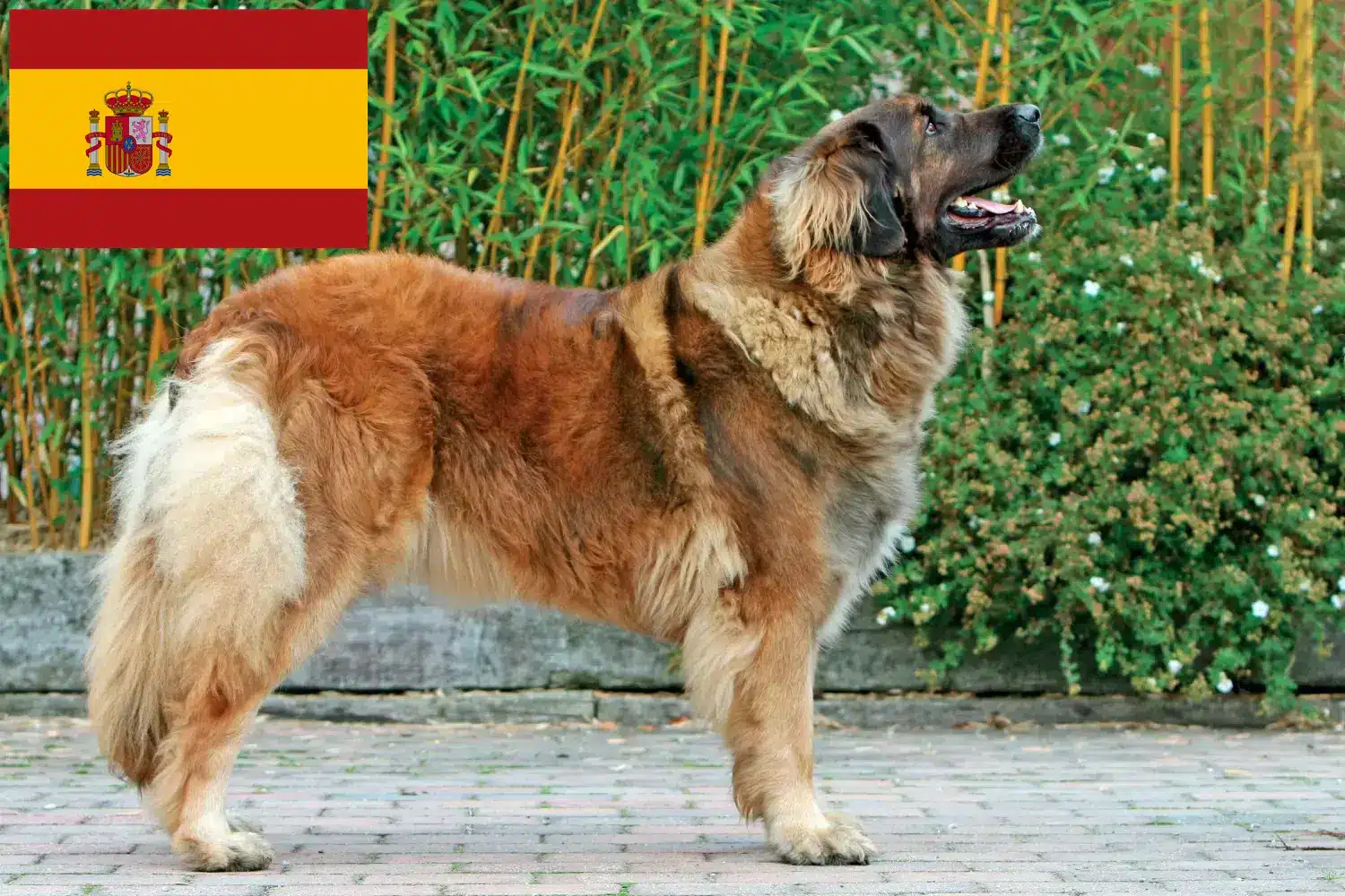 Leonberger kölykök és tenyésztő Spanyolország Itt talál Leonberger tenyésztőket Spanyolországban.