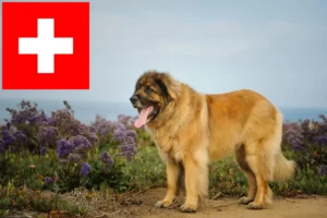 Read more about the article Leonberger tenyésztők és kölykök Svájcban