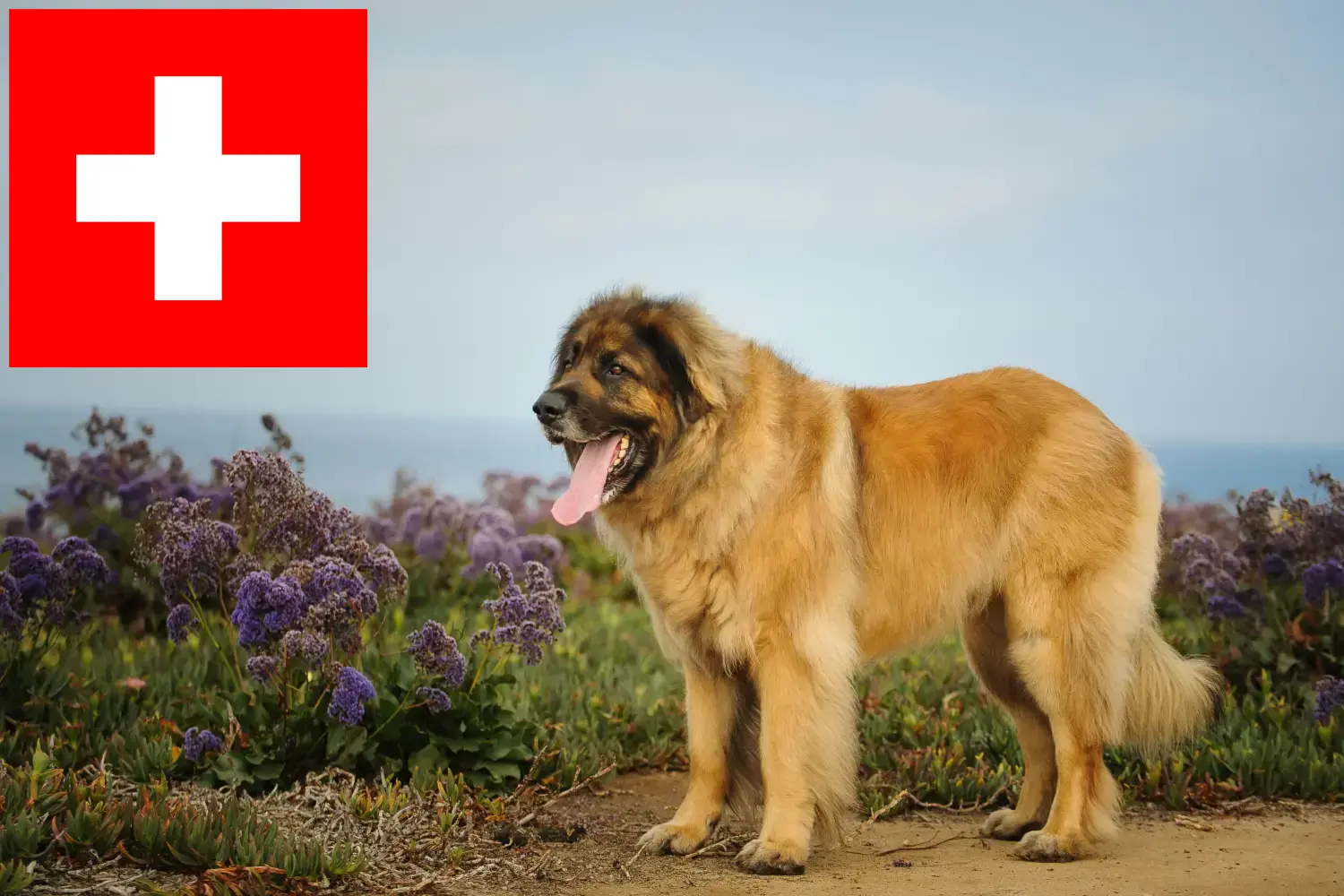 Read more about the article Leonberger tenyésztők és kölykök Svájcban