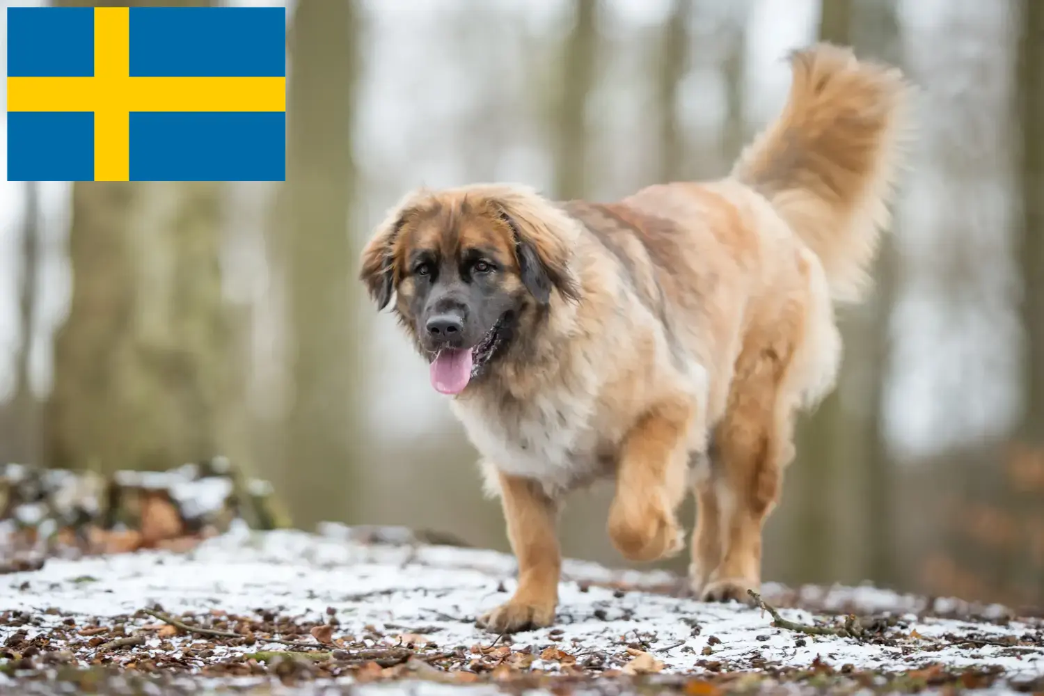 Leonberger kölykök és tenyésztő Svédország Leonberger tenyésztőket Svédországban itt talál.