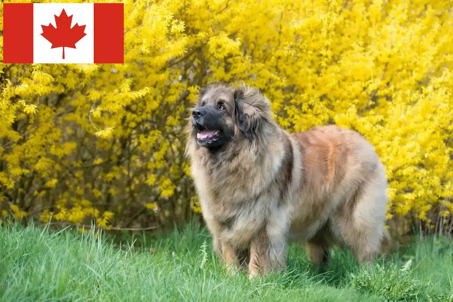 Leonberger kölykök és tenyésztők Kanada Leonberger tenyésztők Kanadában itt találhatók.