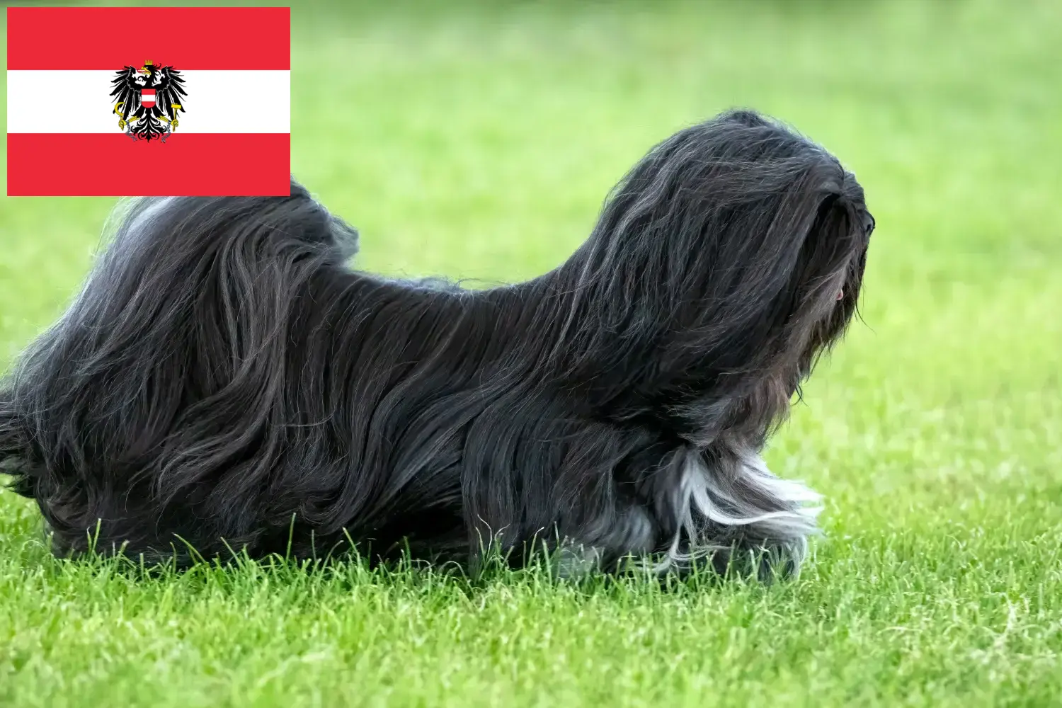 Lhasa Apso kölykök és tenyésztők Ausztria Itt találhat Lhasa Apso tenyésztőket Ausztriában.