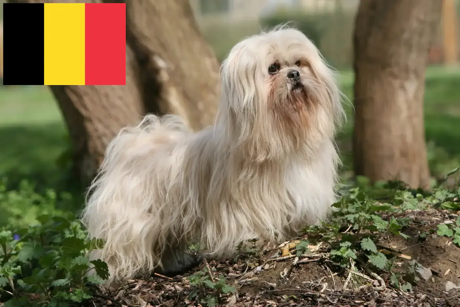 Lhasa Apso kölykök és tenyésztők Belgium Itt találhat Lhasa Apso tenyésztőket Belgiumban.